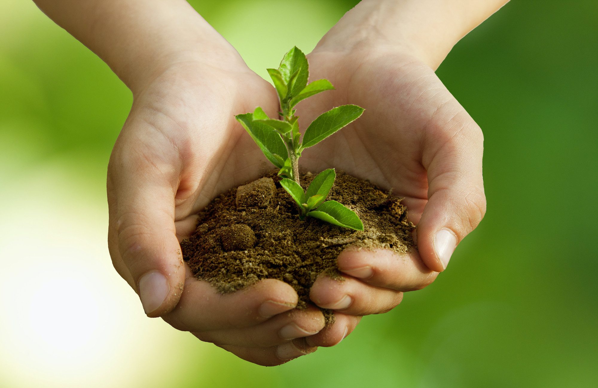 Climate Anxiety - Child holding a young plant