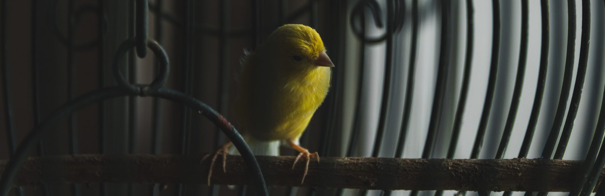 COVID-19 Memoirs - Yellow bird in a birdcage in a shadowy room