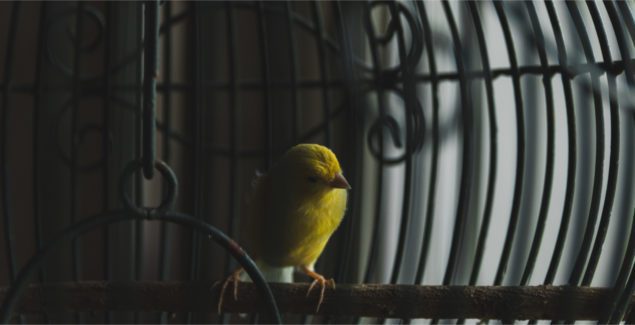 Teen Pandemic Reflections - Yellow bird in a birdcage in a shadowy room