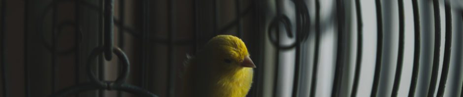 Teen Pandemic Reflections - Yellow bird in a birdcage in a shadowy room