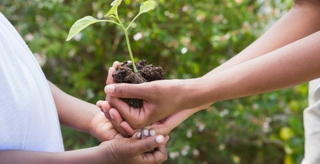 Climate Change - Grownup and child hands together holding a seedling