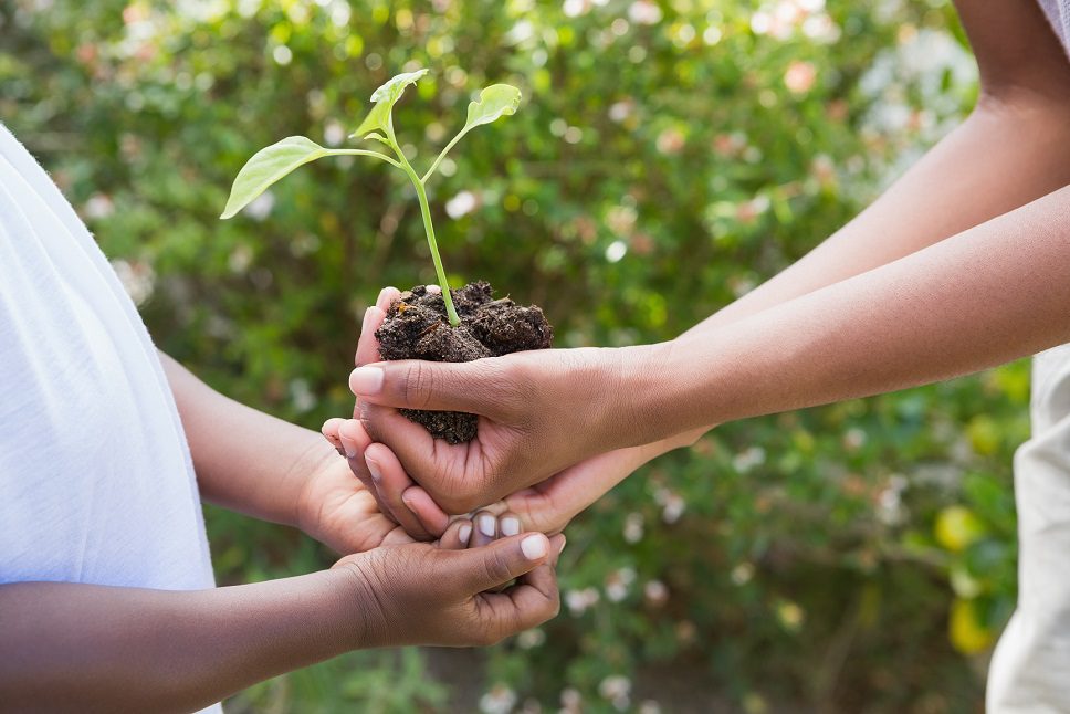 Climate Change - Grownup and child hands together holding a seedling
