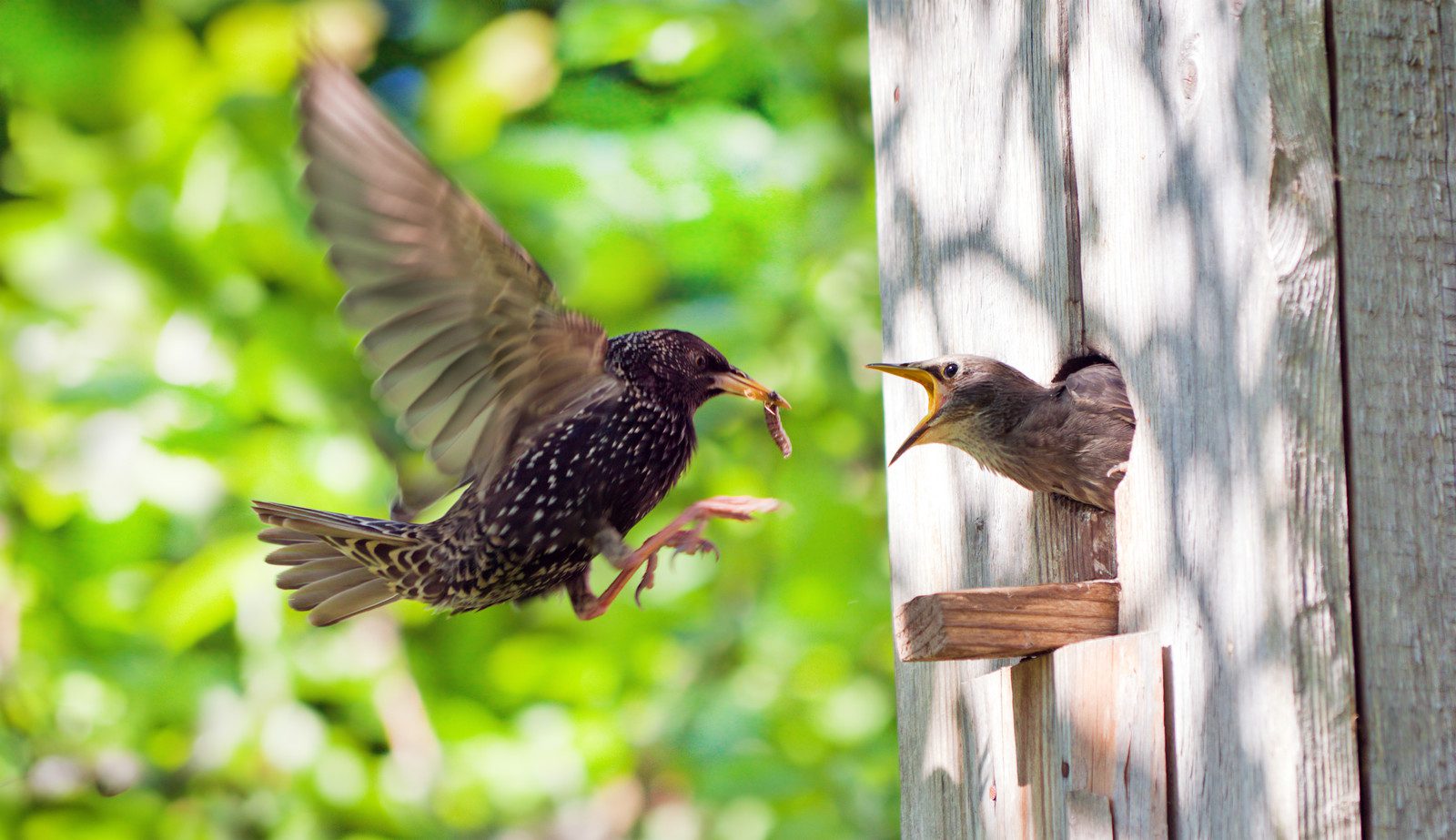 Легче птички она к нему подскочила. Royal fledgling.