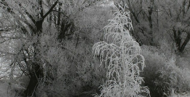 Seasonal affective disorder - snowy, gray scene of a large tree