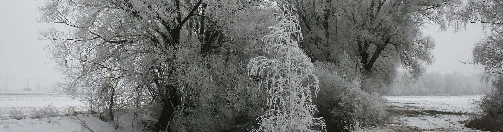 Seasonal affective disorder - snowy, gray scene of a large tree
